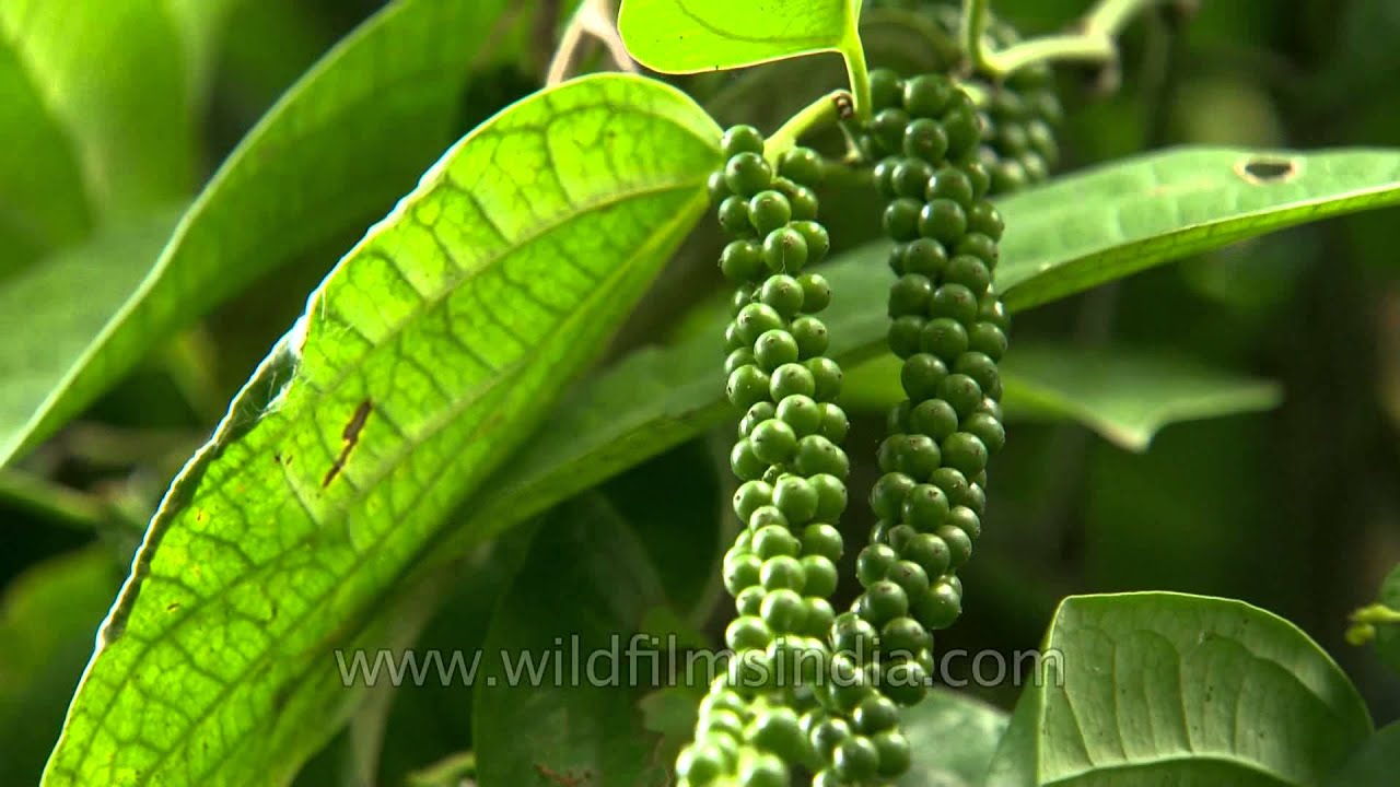 மிளகு பெருநாவலில் இருந்து : The Calderdale – Kuttanadu virtual way of wild pepper creepers